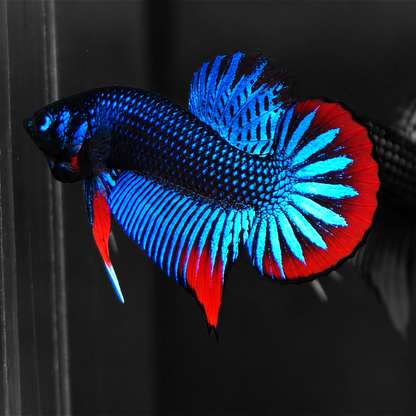 Wild Blue Imbellis Red Tail Male Betta Fish