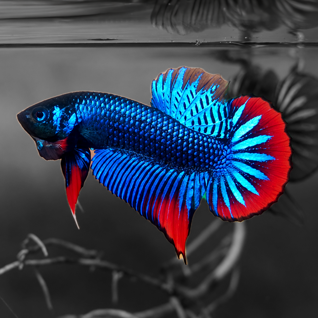Wild Blue Imbellis Red Tail Male Betta Fish