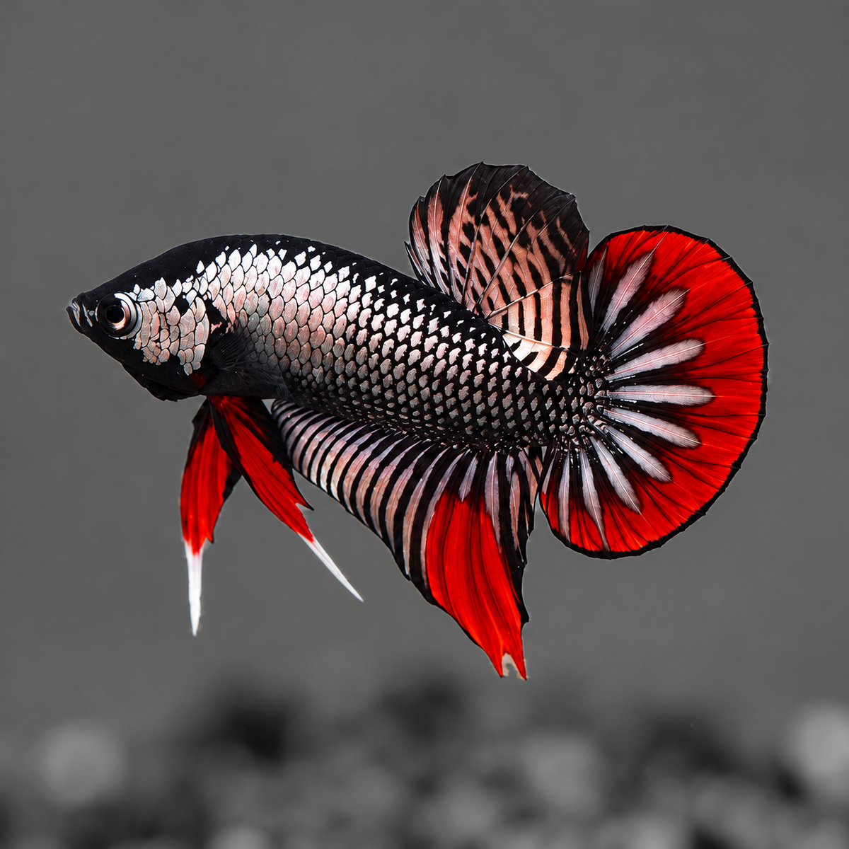 Wild Copper Imbellis Red Tail Male Betta Fish