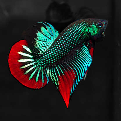 Wild Green Imbellis Red Tail Male Betta Fish