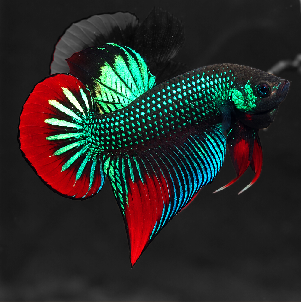 Wild Green Imbellis Red Tail Male Betta Fish