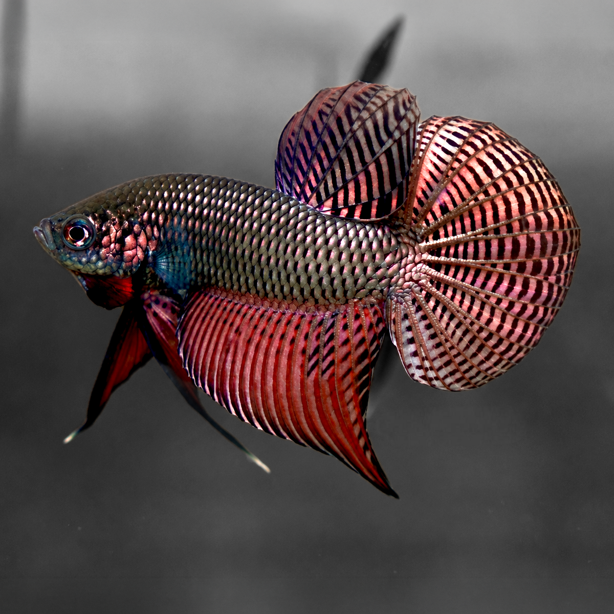 Wild Guitar Copper Smaragdina Male Betta Fish