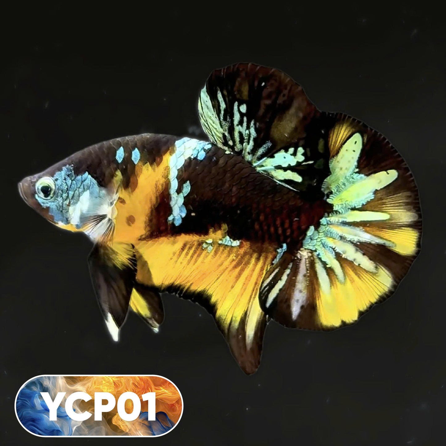 Koi Yellow Plakat Male Betta Fish | Show Grade | You Pick Fish