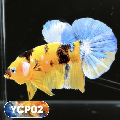 Koi Yellow Plakat Male Betta Fish | Show Grade | You Pick Fish