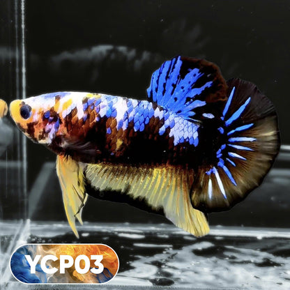Koi Yellow Plakat Male Betta Fish | Show Grade | You Pick Fish