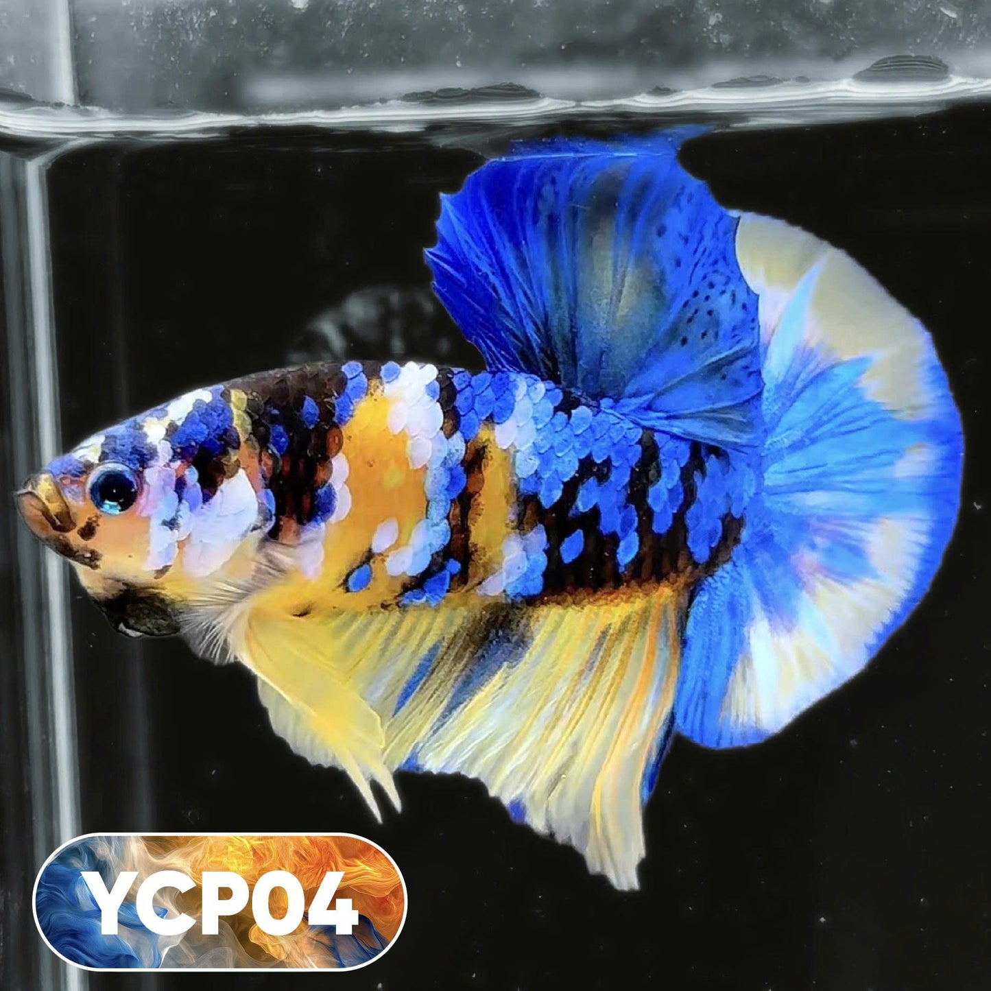 Koi Yellow Plakat Male Betta Fish | Show Grade | You Pick Fish