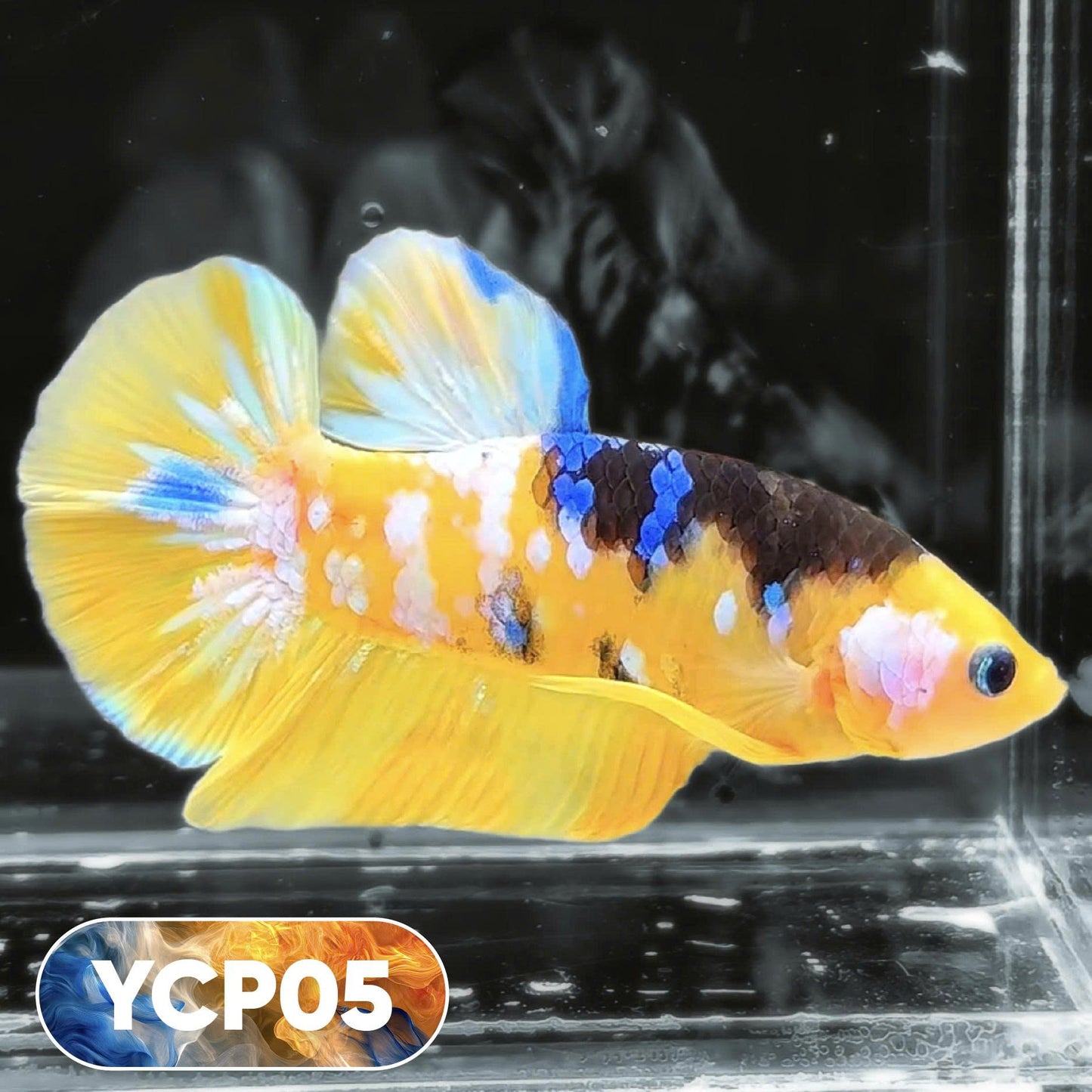 Koi Yellow Plakat Male Betta Fish | Show Grade | You Pick Fish