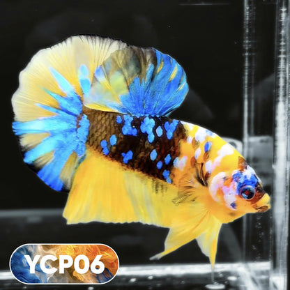 Koi Yellow Plakat Male Betta Fish | Show Grade | You Pick Fish