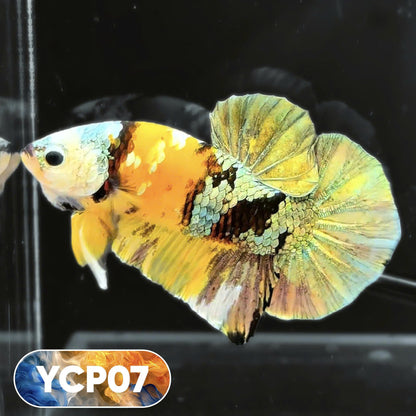 Koi Yellow Plakat Male Betta Fish | Show Grade | You Pick Fish