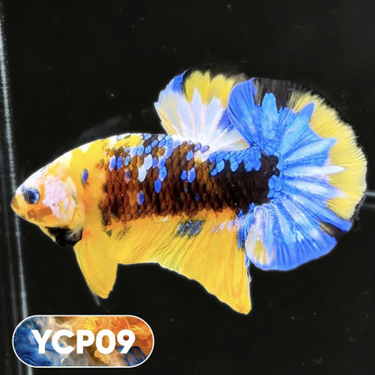 Koi Yellow Plakat Male Betta Fish | Show Grade | You Pick Fish