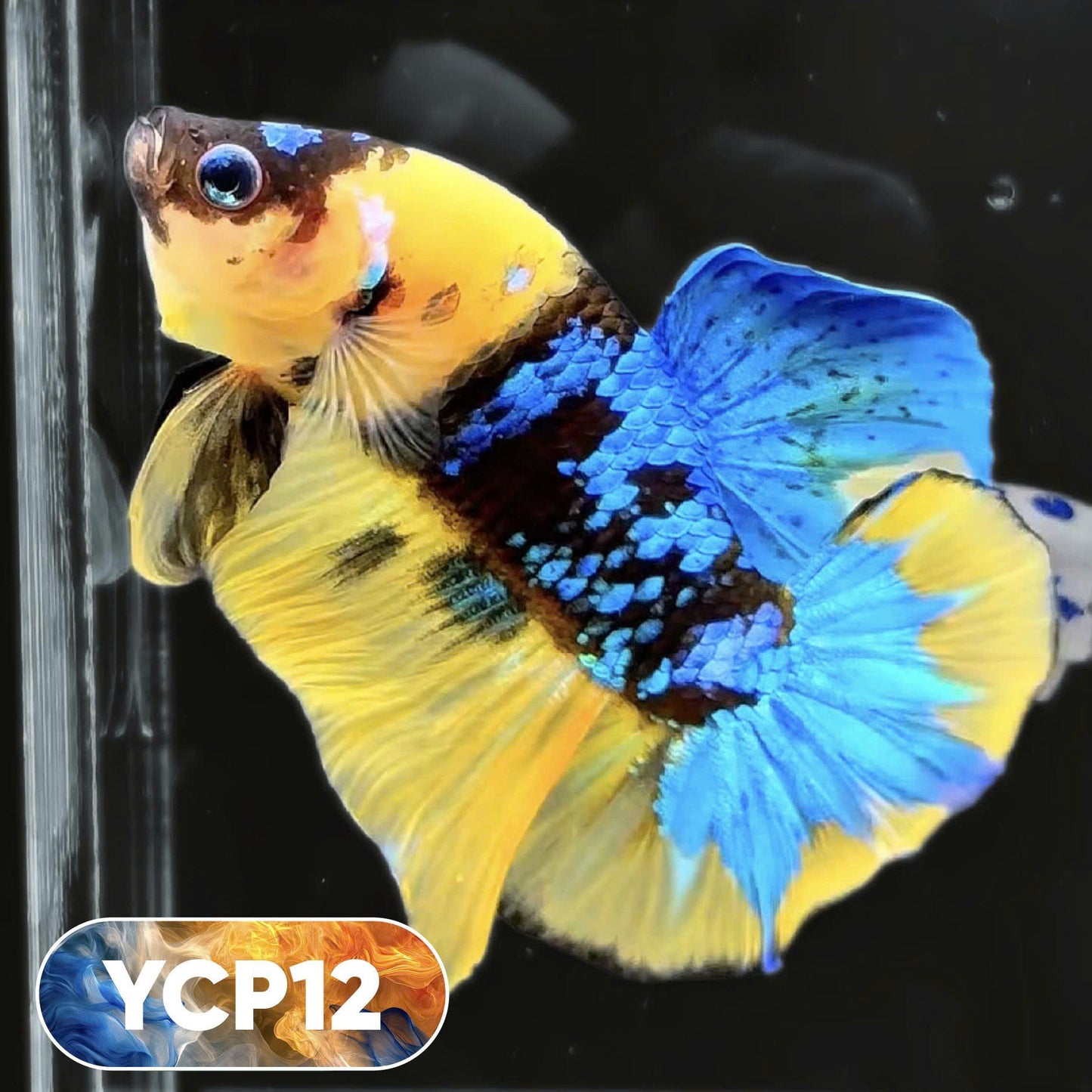 Koi Yellow Plakat Male Betta Fish | Show Grade | You Pick Fish