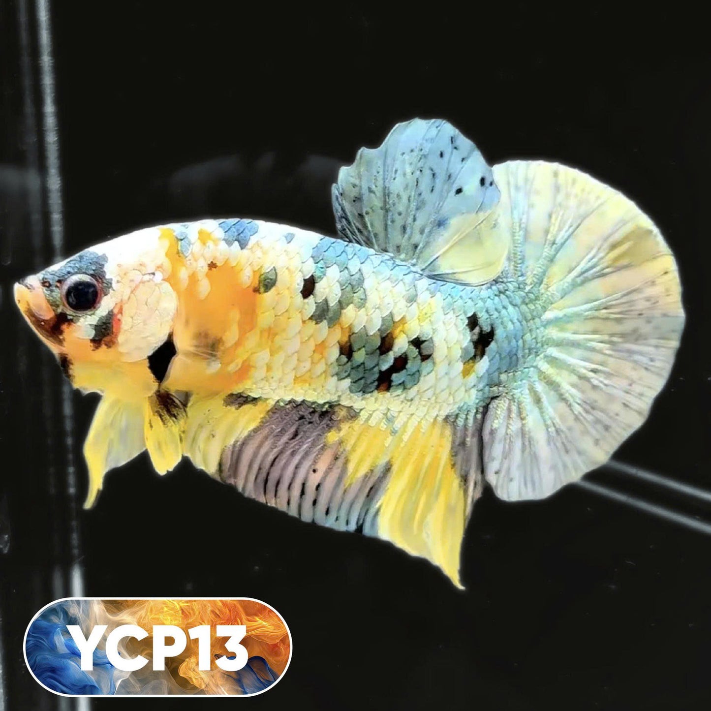 Koi Yellow Plakat Male Betta Fish | Show Grade | You Pick Fish