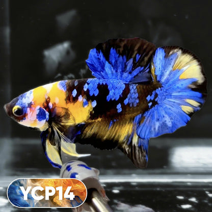 Koi Yellow Plakat Male Betta Fish | Show Grade | You Pick Fish