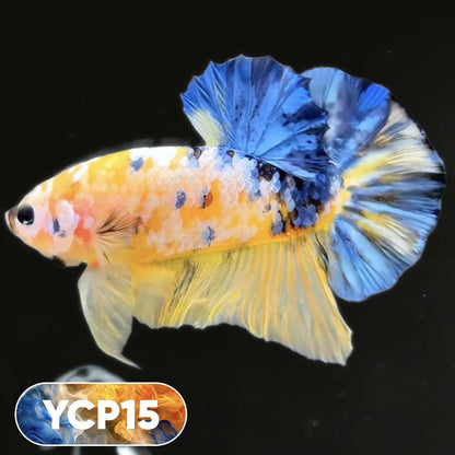 Koi Yellow Plakat Male Betta Fish | Show Grade | You Pick Fish