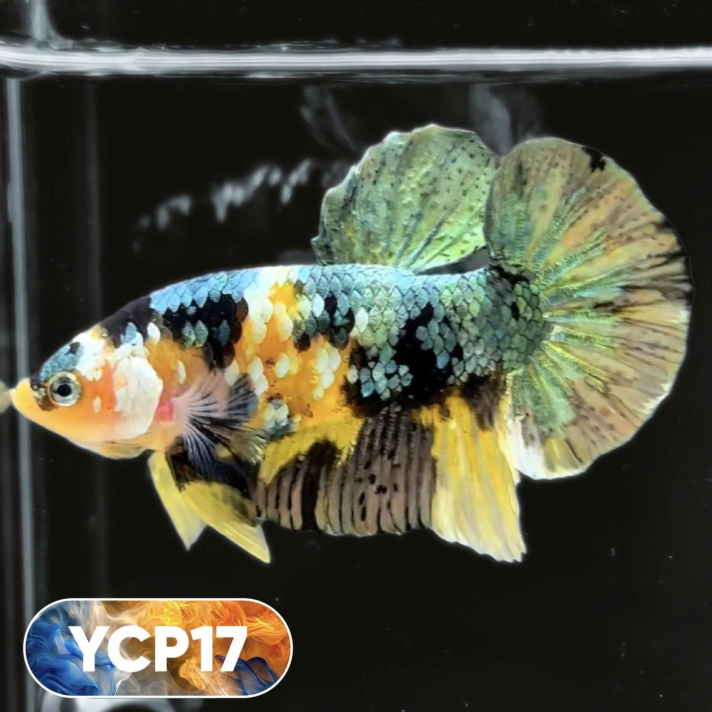 Koi Yellow Plakat Male Betta Fish | Show Grade | You Pick Fish