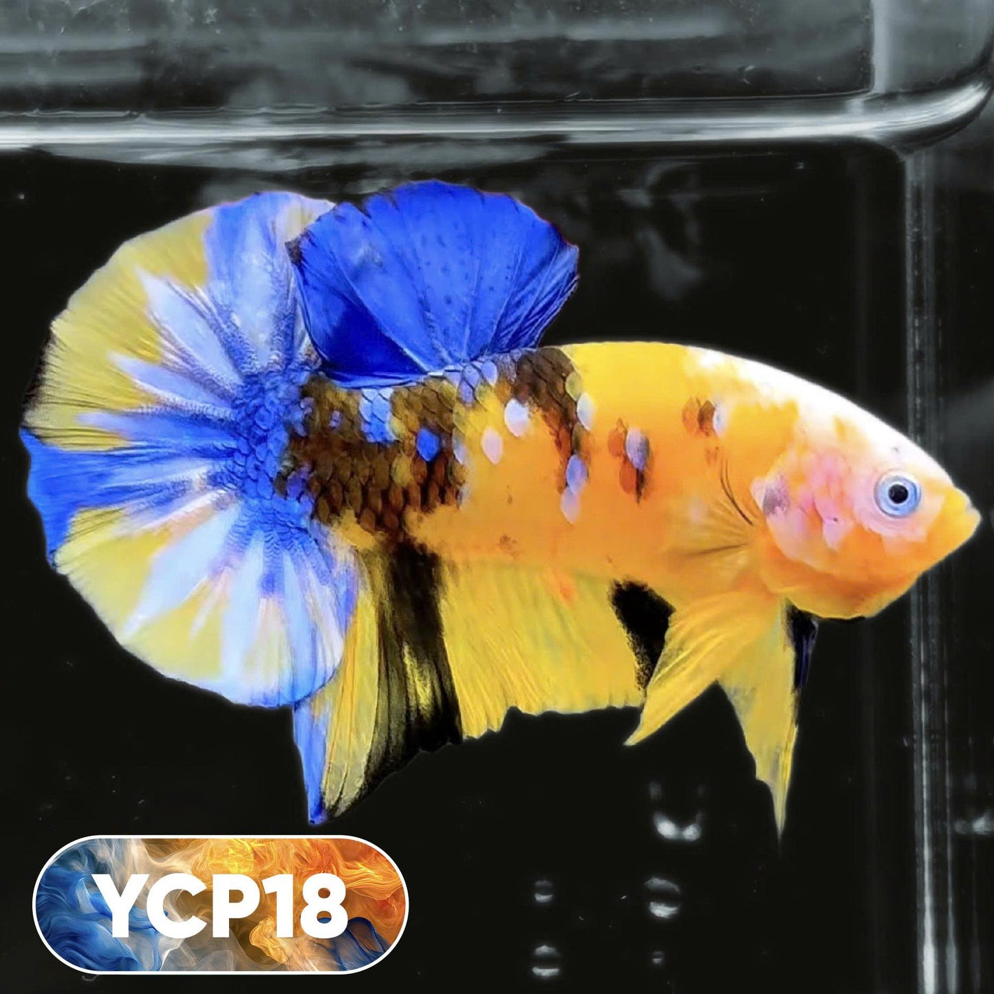 Koi Yellow Plakat Male Betta Fish | Show Grade | You Pick Fish