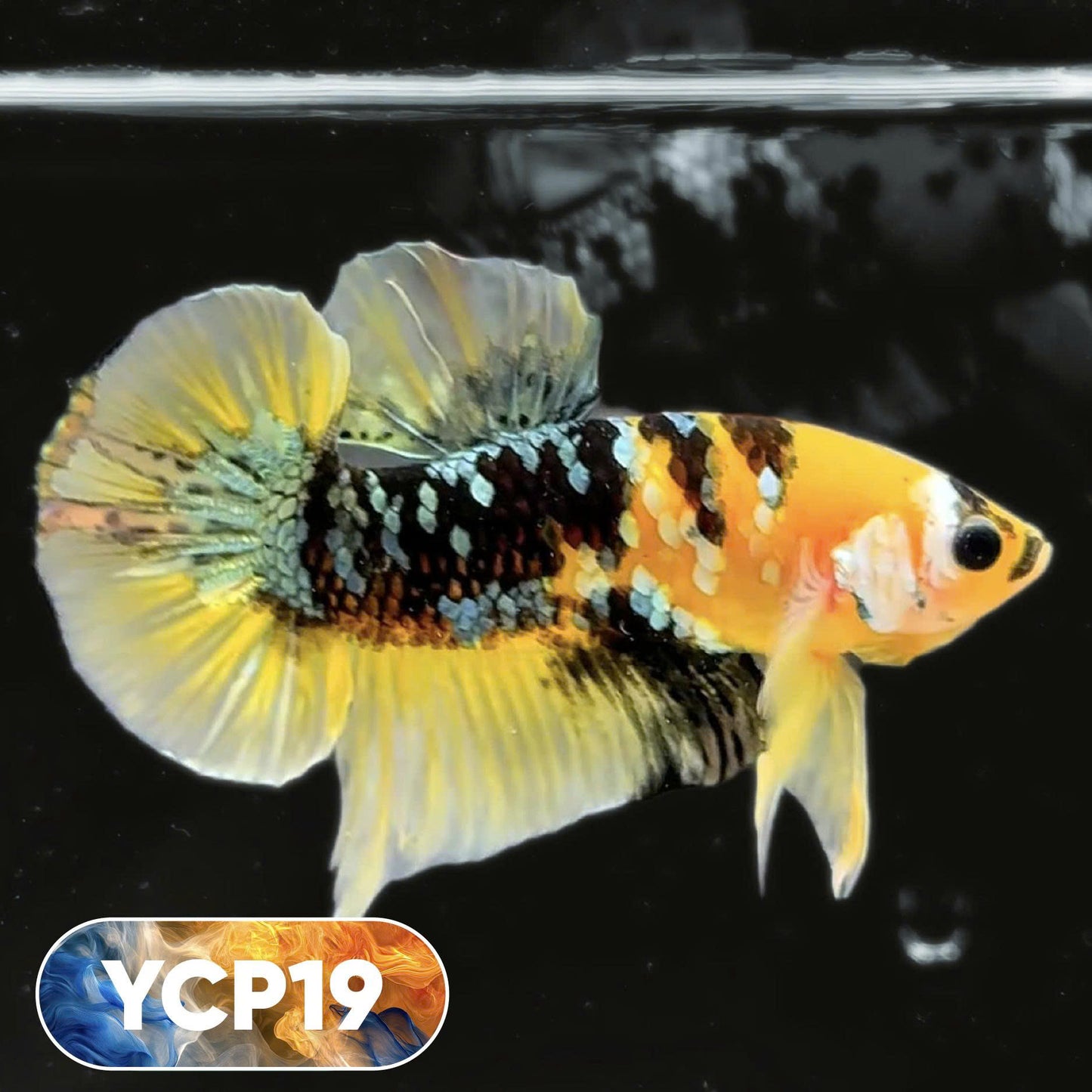 Koi Yellow Plakat Male Betta Fish | Show Grade | You Pick Fish