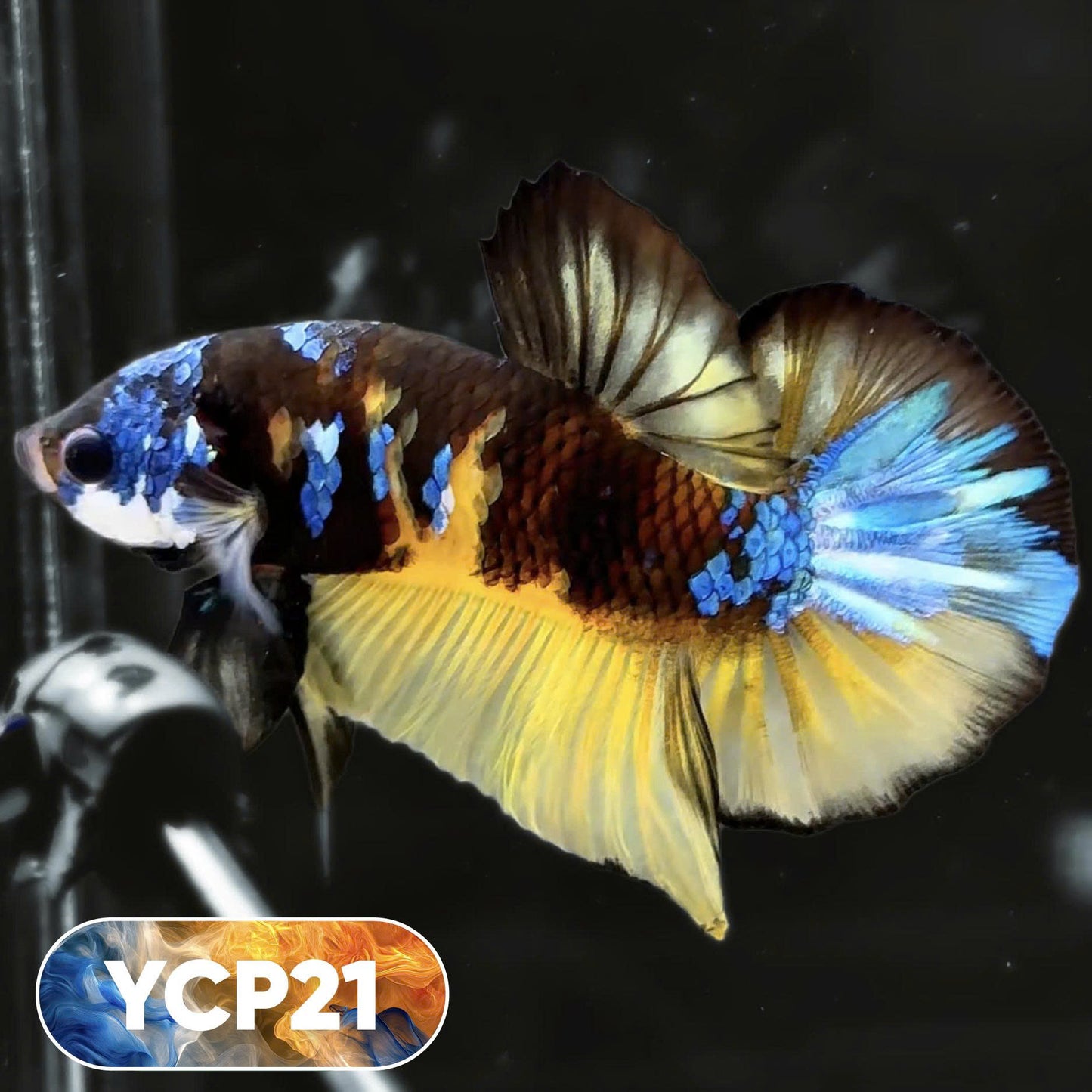 Koi Yellow Plakat Male Betta Fish | Show Grade | You Pick Fish
