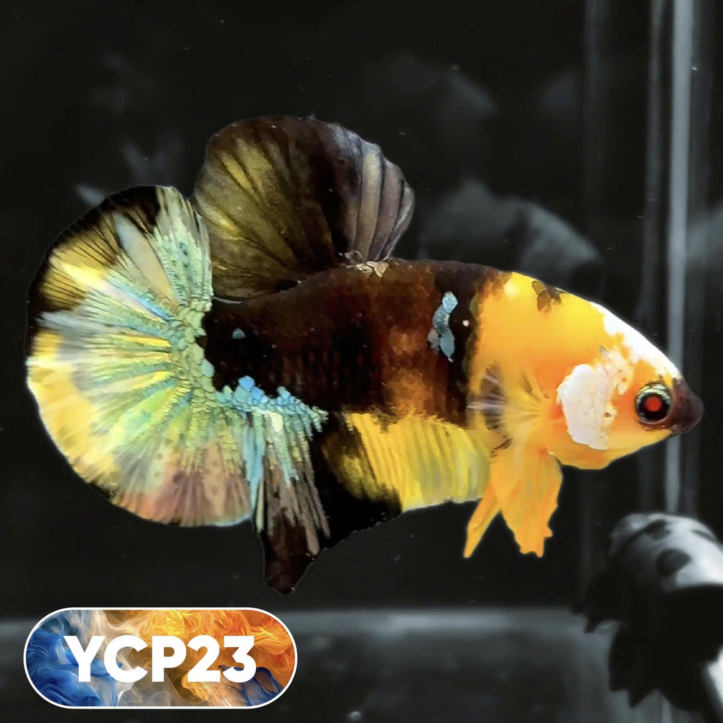 Koi Yellow Plakat Male Betta Fish | Show Grade | You Pick Fish