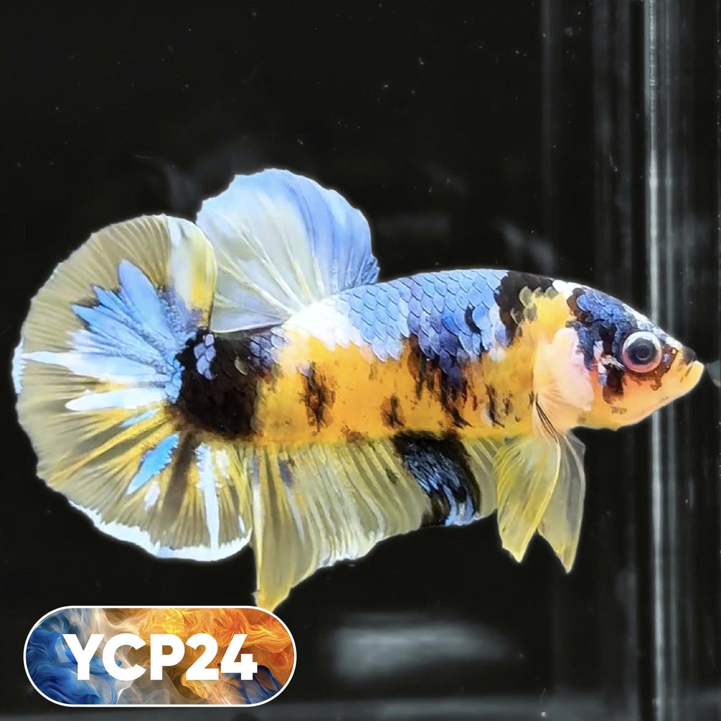 Koi Yellow Plakat Male Betta Fish | Show Grade | You Pick Fish