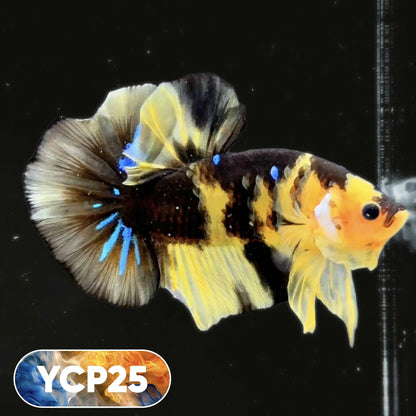 Koi Yellow Plakat Male Betta Fish | Show Grade | You Pick Fish