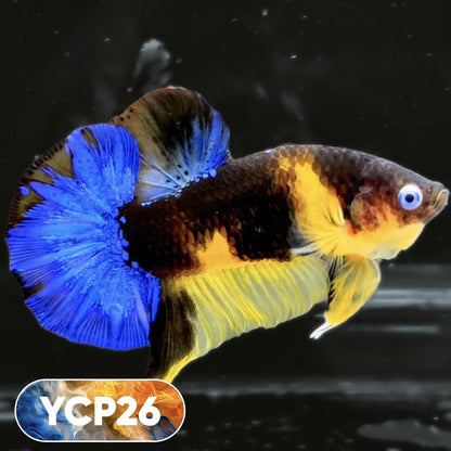 Koi Yellow Plakat Male Betta Fish | Show Grade | You Pick Fish