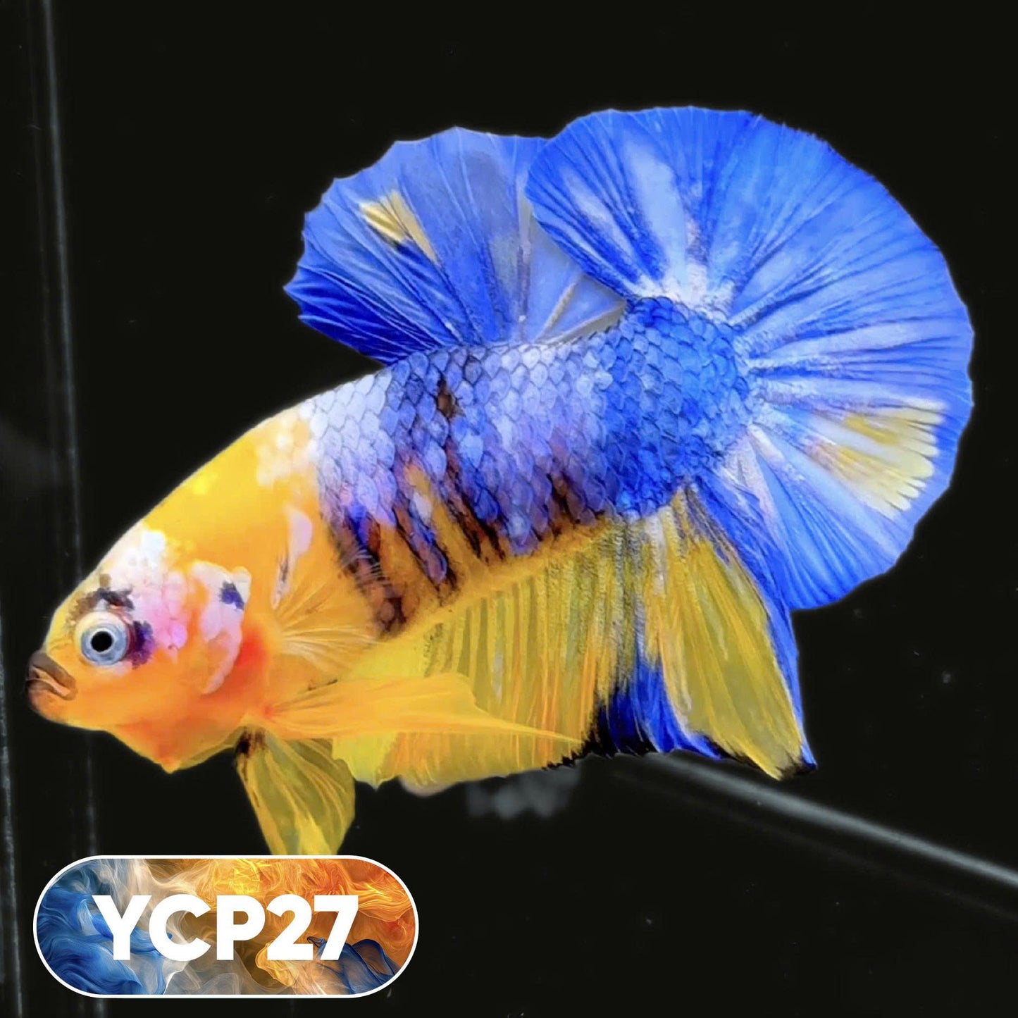 Koi Yellow Plakat Male Betta Fish | Show Grade | You Pick Fish