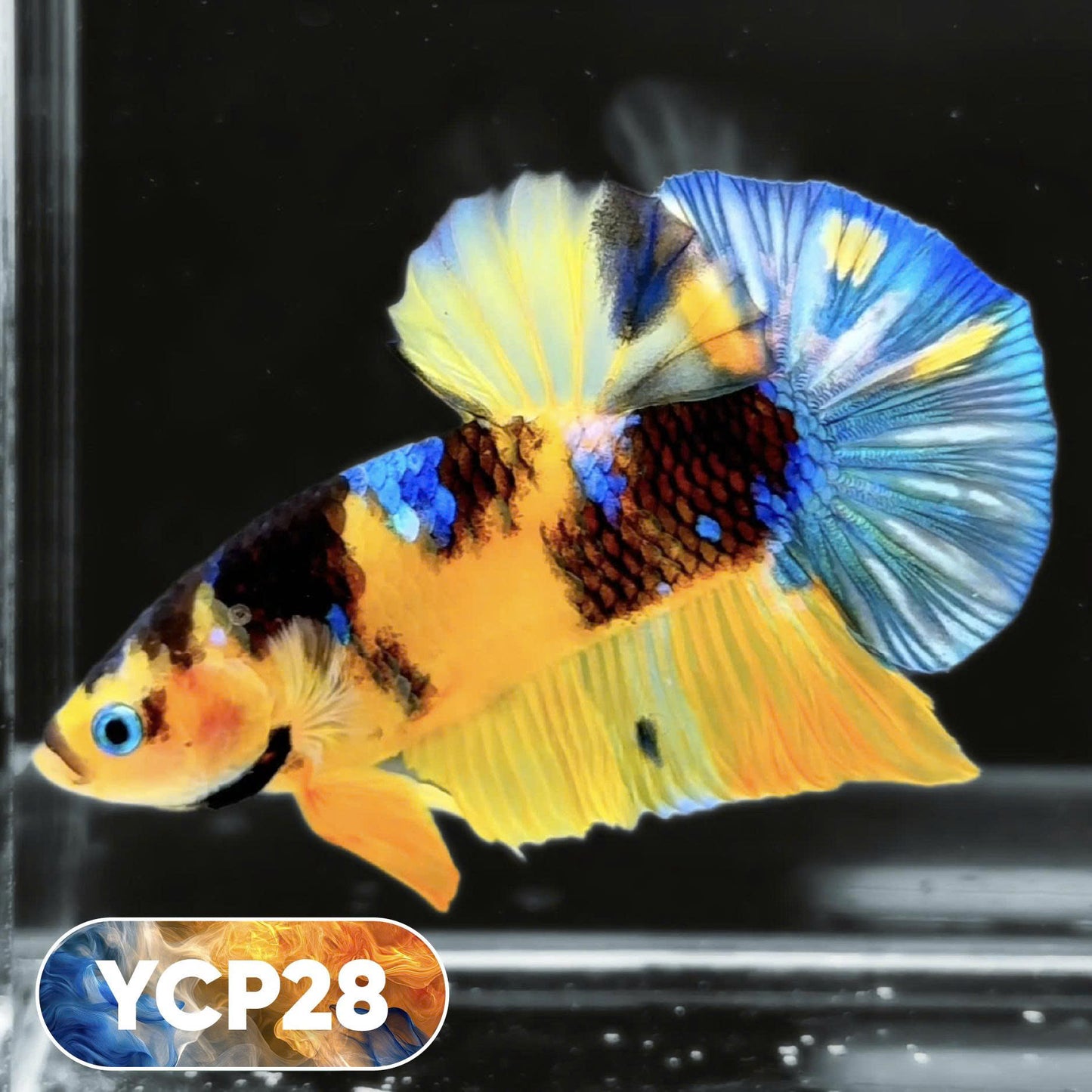 Koi Yellow Plakat Male Betta Fish | Show Grade | You Pick Fish
