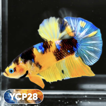 Koi Yellow Plakat Male Betta Fish | Show Grade | You Pick Fish