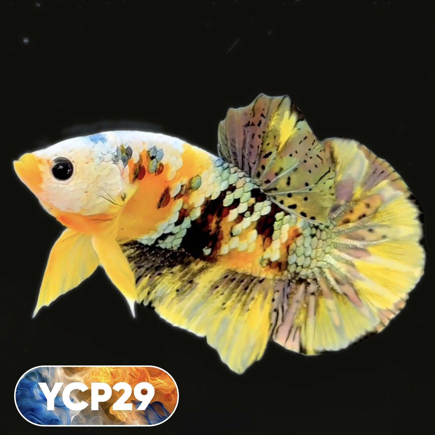 Koi Yellow Plakat Male Betta Fish | Show Grade | You Pick Fish
