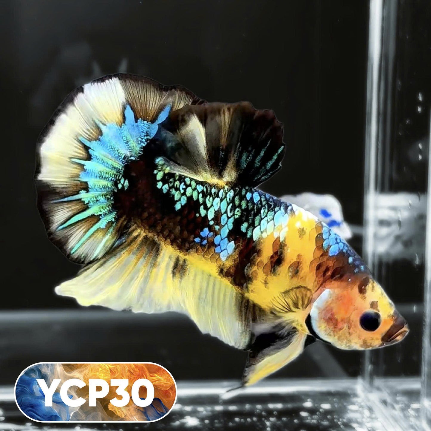 Koi Yellow Plakat Male Betta Fish | Show Grade | You Pick Fish