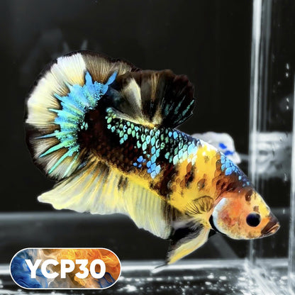 Koi Yellow Plakat Male Betta Fish | Show Grade | You Pick Fish