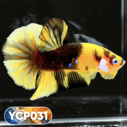 Koi Yellow Plakat Male Betta Fish | Show Grade | You Pick Fish