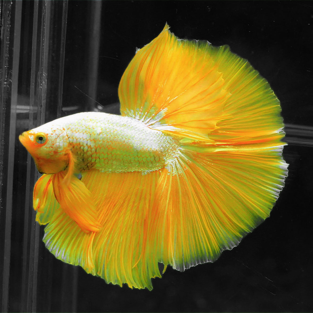 Yellow Dragon Halfmoon Male Betta Fish