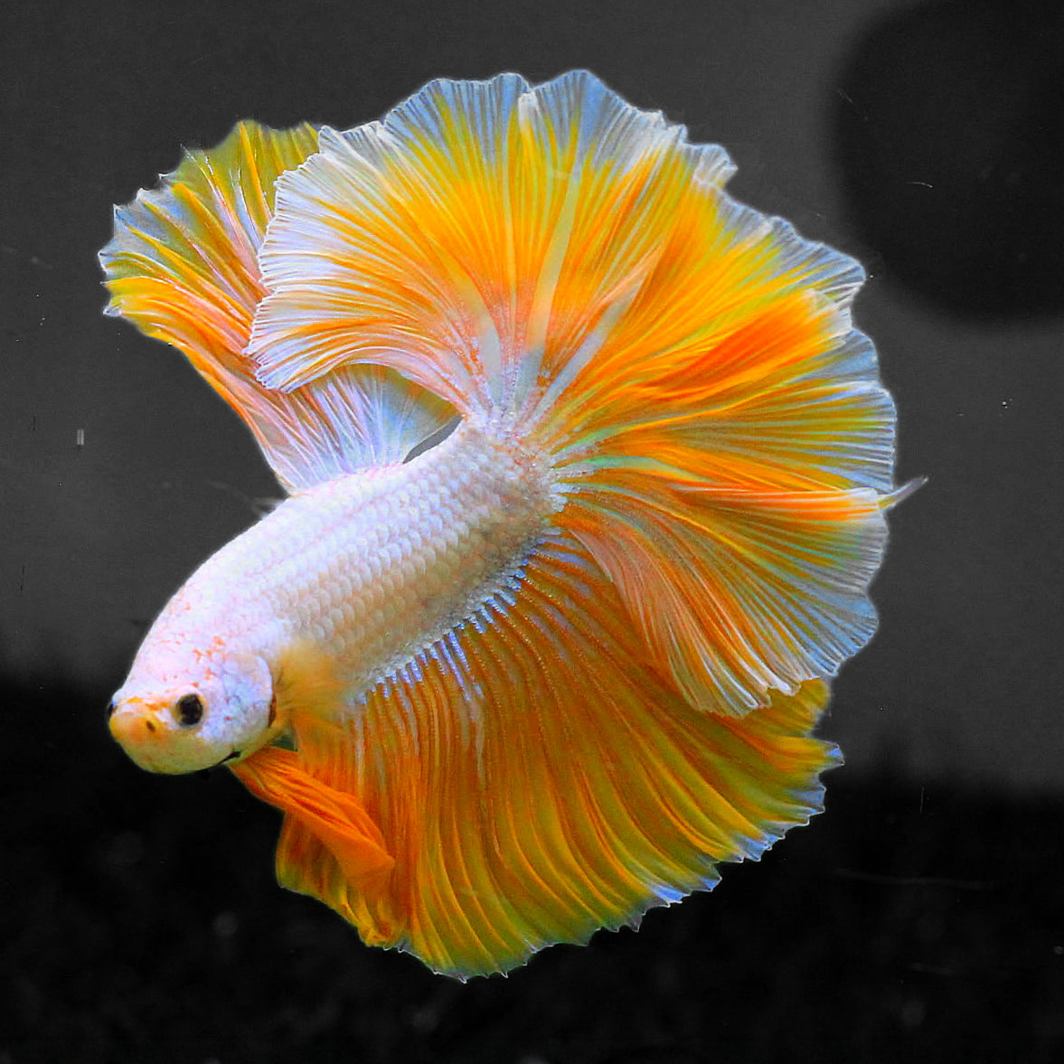 Yellow Dragon Halfmoon Male Betta Fish