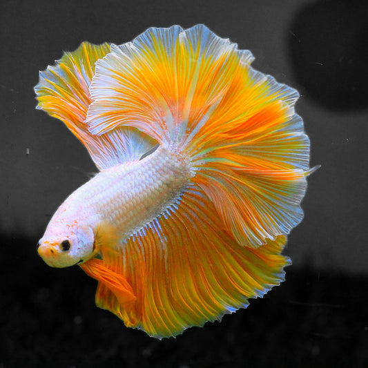 Yellow Dragon Halfmoon Male Betta Fish