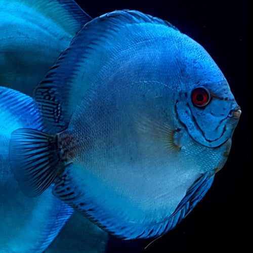 Blue Cobalt Discus Fish