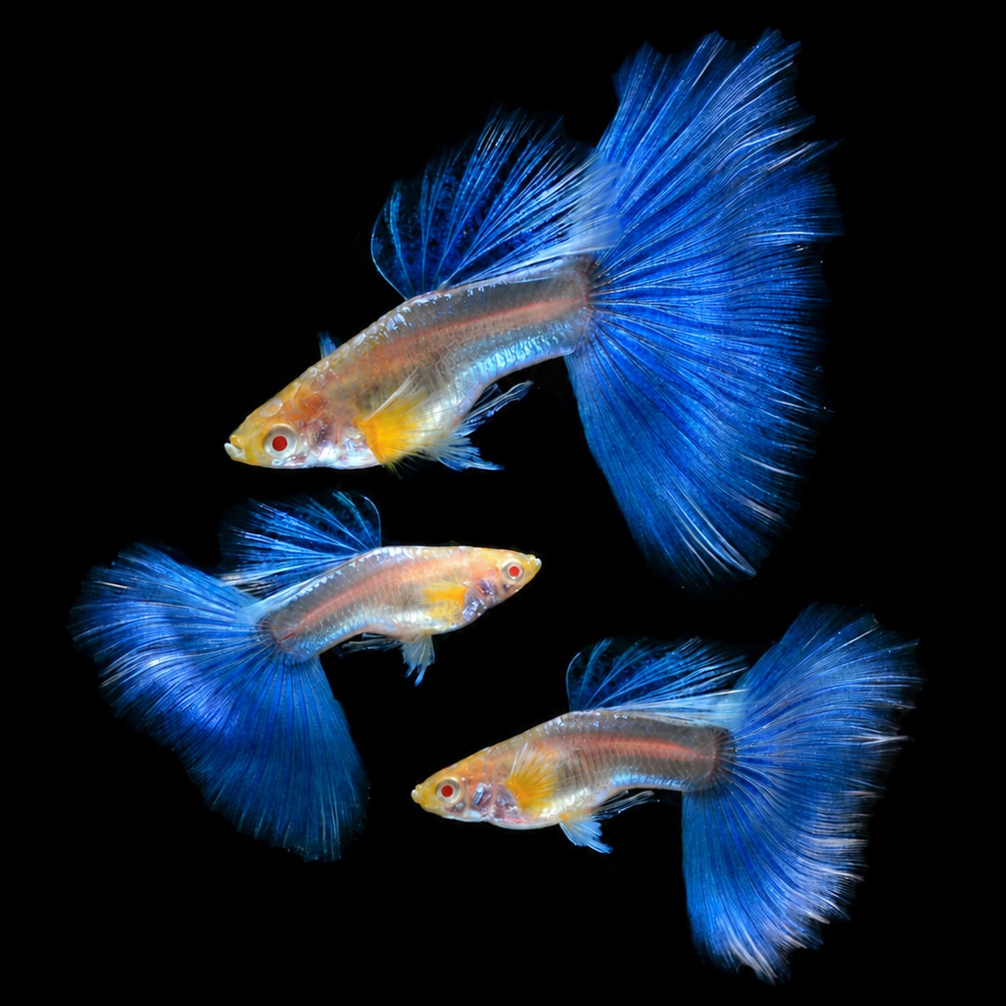 Albino Blue Topaz Big Dorsal Guppy Fish