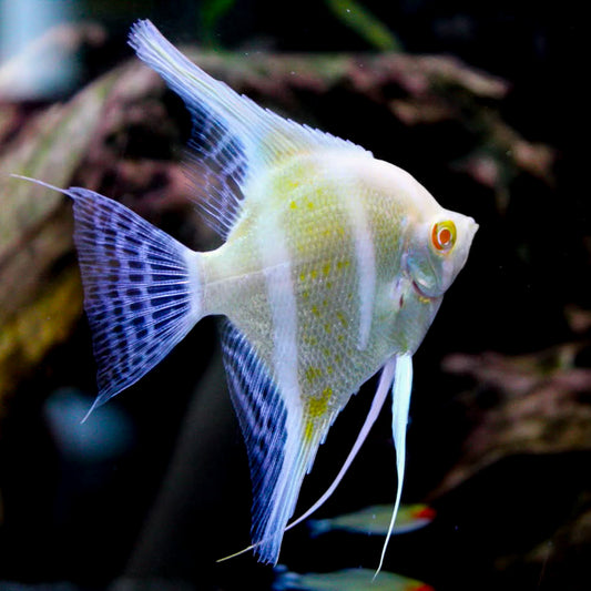 Albino Dantum Angelfish