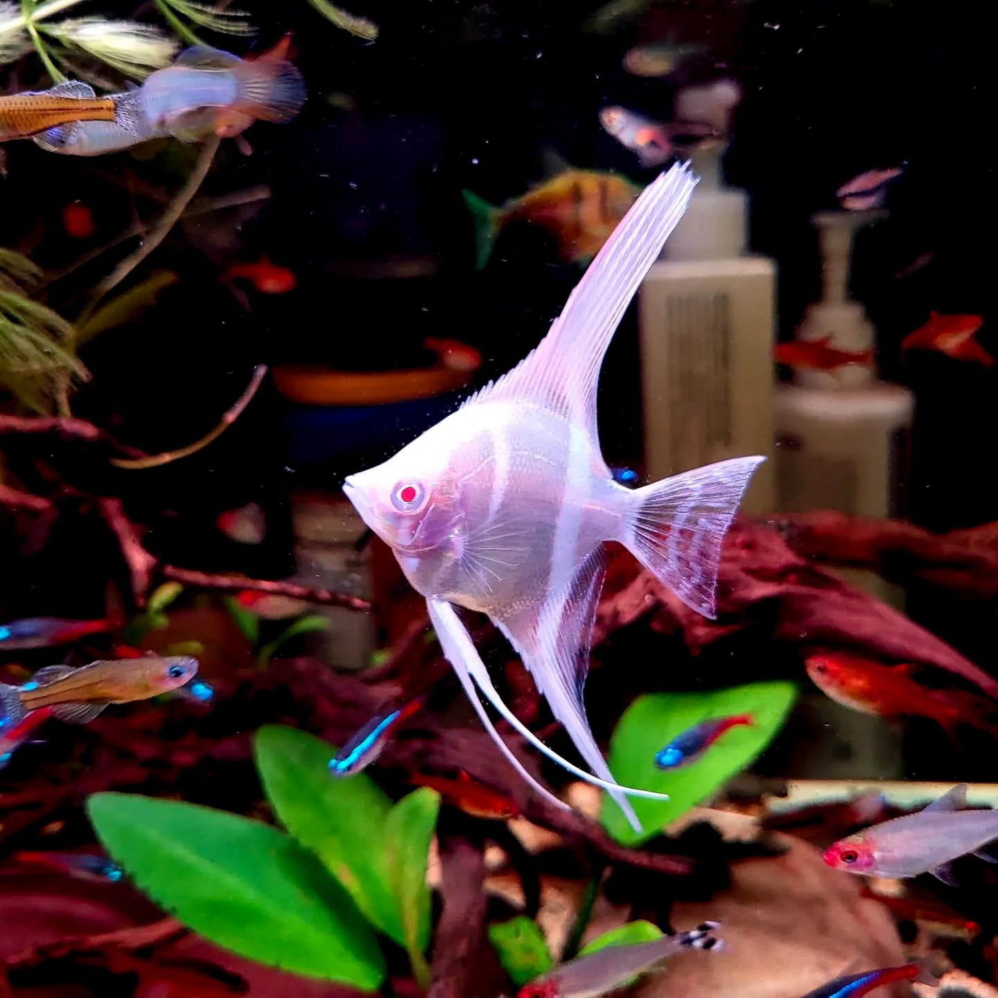 Albino Dantum Angelfish