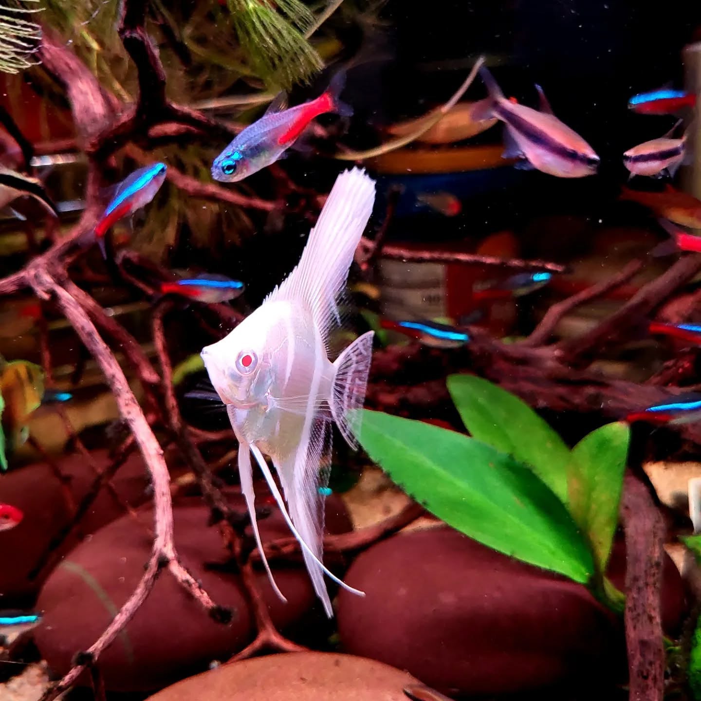 Albino Dantum Angelfish