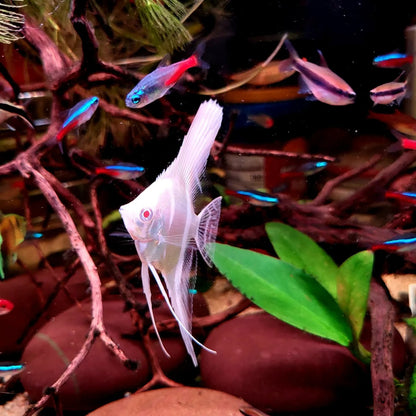 Albino Dantum Angelfish