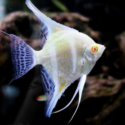 Albino Dantum Angelfish