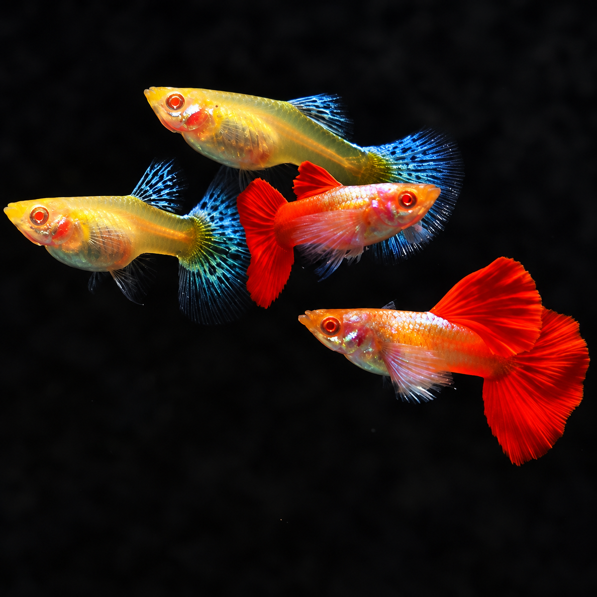 Albino Dumbo Red Tail Guppy Fish