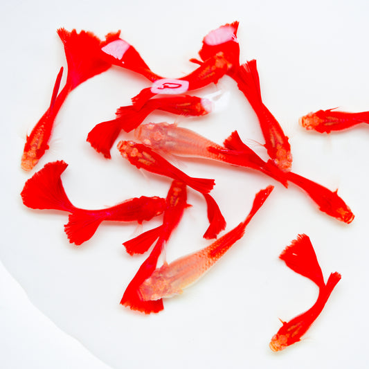 Albino Full Red Big Dorsal Guppy Fish | Tropicflow