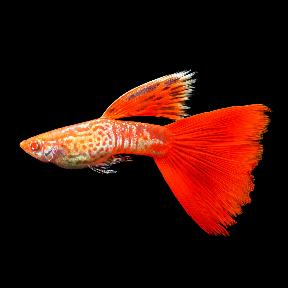 Albino King Cobra Red Tail Guppy Fish