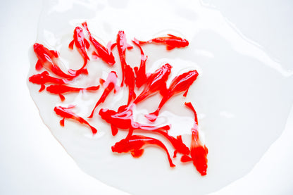 Koi Red Ear Guppy Fish | Tropicflow