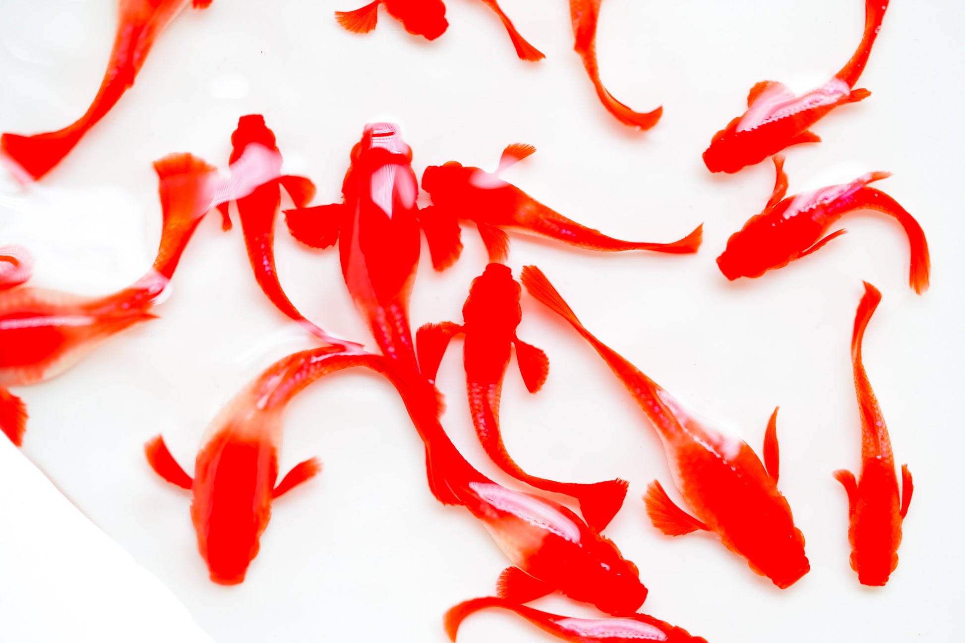 Koi Red Ear Guppy Fish | Tropicflow