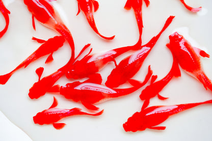 Koi Red Ear Guppy Fish | Tropicflow