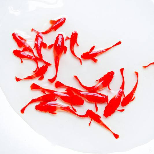 Koi Red Ear Guppy Fish | Tropicflow